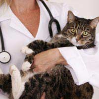 Cat Medication Cattery Arthritis Diet