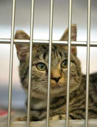 Customers Cat Cattery Incentives Costs