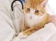 When to Call The Vet to Your Cattery