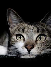 Symptoms Of Illness In Cats Ill Cat