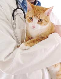 Cattery Catteries Cat Death Illness Vet